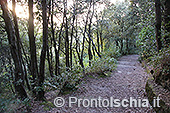 Il Cretaio e il Bosco della Maddalena 10