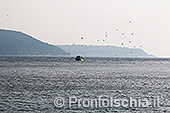 I pescatori di Ischia Ponte 6