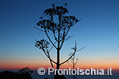 Escursioni a Ischia: tramonto al Monte Epomeo 91