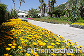 Hotel a Ischia vicino ai Giardini Poseidon 4