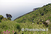 Gli itinerari geo-ambientali dell'isola d'Ischia 8