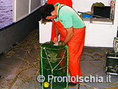 Pescaturismo a Ischia 12