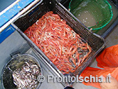 Pescaturismo a Ischia 27