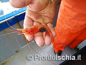 Pescaturismo a Ischia 58