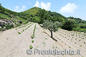 Ischia Bio Tenuta Del Cannavale 12