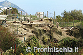 Escursioni a Ischia: dal Bosco della Maddalena a Sant'Angelo 49