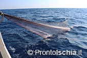 A pesca di lampughe sull'isola d'Ischia 14