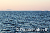 A pesca di lampughe sull'isola d'Ischia 40